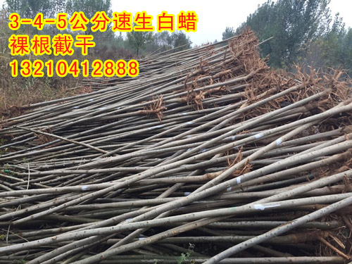 供应3、4、5公分速生白蜡