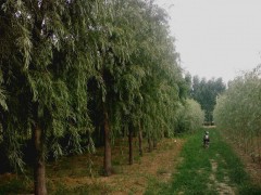 馒头柳,垂柳,旱柳,金丝垂柳,毛白杨,千头椿等