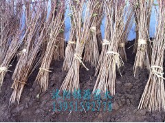 供应大量苦楝树苗 构树苗 杨树苗