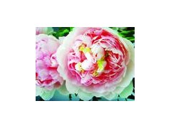 出售.国槐.法桐.白腊.栾树.青铜.垂柳.春树.