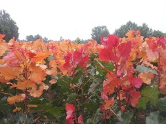 供应各种规格的花叶杨