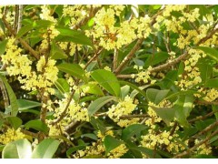 供应米径1-12公分八月桂、四季桂