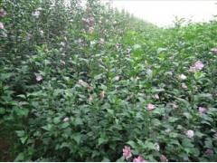 山东木槿苗基地批发供应优质木槿苗