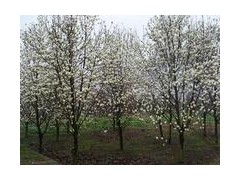 白玉兰赏花季节,白玉兰树基地,白玉兰树价格