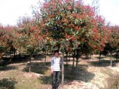 辽源高杆红叶石楠树价格,7公分高杆红叶石楠树价格