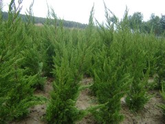 锦州龙柏苗木价格,1米5龙柏价格,1米5龙柏苗木价格