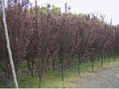2014年红叶李价格表更新,红叶李树价格更新,红叶李小苗价格
