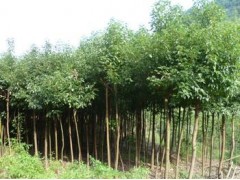 光头6公分大叶女贞,9公分大叶女贞价格 ,大叶女贞树价格