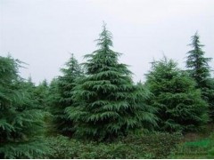 河北雪松价格,1米-10米雪松价格单价