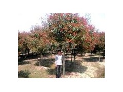 高杆红叶石楠树价格,8公分石楠树价格 ,10公分石楠树价格