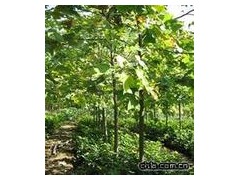 7-11-13-6-16公分鹅掌楸价格,鹅掌楸市场价格