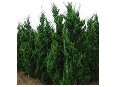 龙柏树价格参考,龙柏价格上车报价最新资料,龙柏价格资料