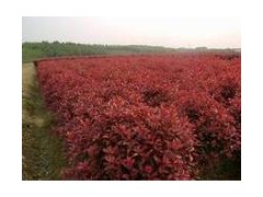 3.8米红叶石楠球价格现在价格多少钱