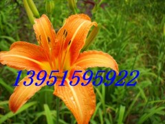 黄花菜葱兰草金娃娃萱草最新价格行情鸢尾玉簪紫叶醡浆草最新报价