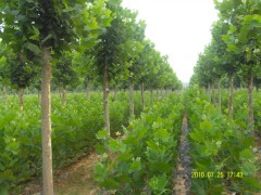 1-20CM法桐1-3米法桐苗!速生白蜡苗!北栾苗