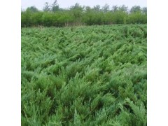 供应侧柏、龙柏、铺地柏、沙地柏