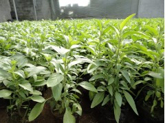 青岛鼠尾草 北京鼠尾草 青州鼠尾草 天津鼠尾草 河北鼠尾草