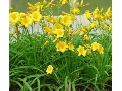 淄博宿根花卉泰安宿根花卉威海宿根花卉青岛宿根花卉临沂宿根花卉