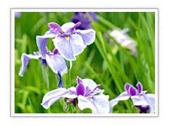 山东水生鸢尾河北水生鸢尾烟台水生鸢尾济南水生鸢尾泰安水生鸢尾