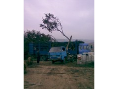 南京榉树苗木基地最新行情