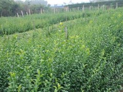 烟台苗木基地-泰安苗木基地-【一诺千金,驰名商标】