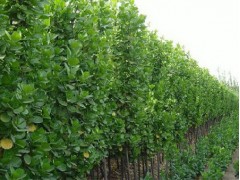 山东北海道黄杨/山东青州北海道黄杨/泰安北海道黄杨/烟台青岛