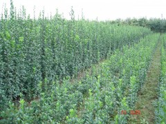 河北北海道黄杨