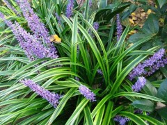 青州麦冬草 青州沿阶草 青州八宝景天 青州宿根植物基地