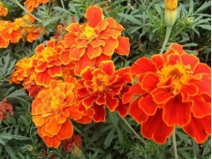 昆明孔雀草成都上海南京武汉孔雀草基地贵阳南昌长沙孔雀草