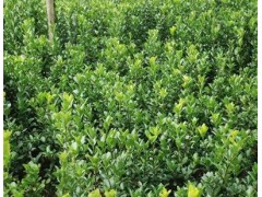 高度40公分60公分80公分1米大叶黄杨冬青