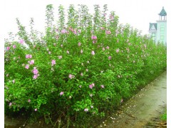 山东丛生木槿基地 哪里有卖丛生木槿的?