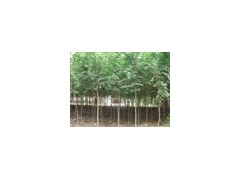 3公分白榆2万株