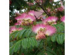 专供沭阳雪松 紫薇 金枝槐 广玉兰 麦冬草 紫叶李 大小女贞