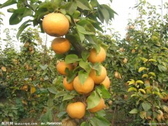 赤壁桃树苗供应—梨树苗&花椒苗&柿树苗&核桃苗&果树苗供应