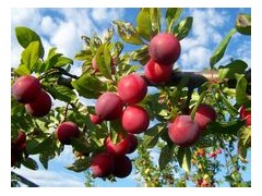 李子苗@李子树苗@李子苗价格13468049936