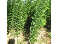 特供;山东济宁广坡100万速生国槐苗 速生国槐接穗 预售中