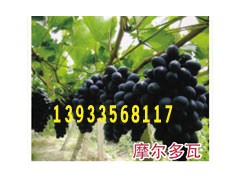 求购葡萄苗 湖南葡萄苗 金华葡萄苗基地