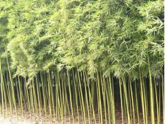 供应金镶玉竹、刚竹、早园竹