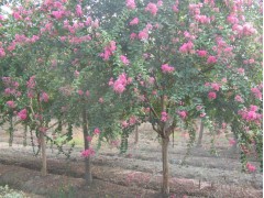 供应紫薇、合欢、栾树、大叶女贞