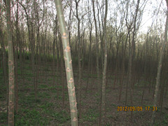 供应速生垂柳8公分2万株