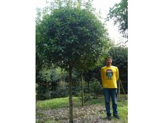 精品桂花 成都八月桂