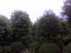 10公分天竺桂价格