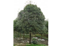 桂花8公分 湖北桂花