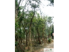 供应朴树 成都朴树 熟货朴树 朴树苗圃 朴树绿化苗木 千蜀