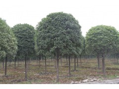 最新供应 成都桂花 成都八月桂苗木八月桂工程苗