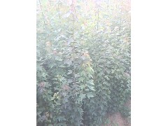 低价供应乌桕,朴树紫薇,红叶李桂花,广玉兰三角枫,红榉,香樟