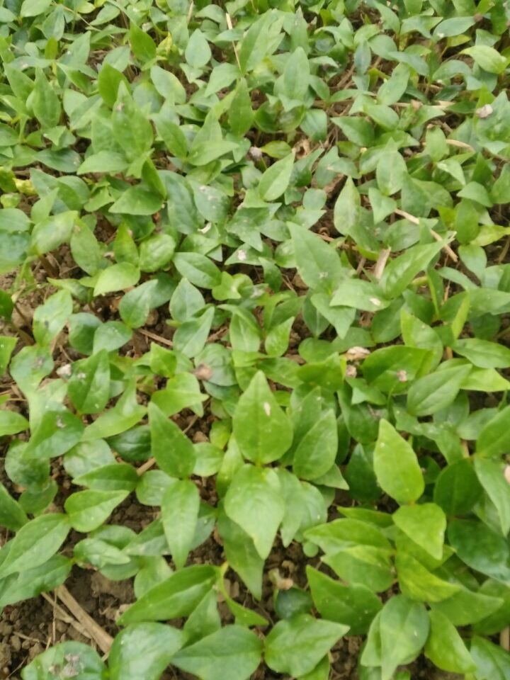 提供安徽白玉兰芽苗价格