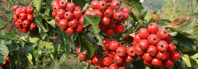 供应大金星山楂苗