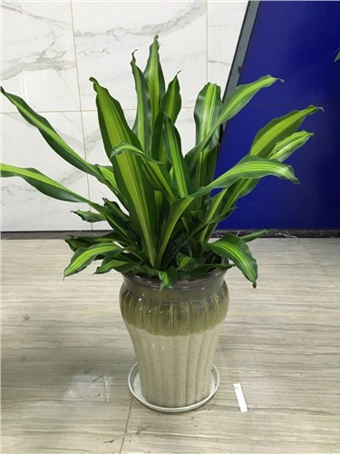 福州精品盆栽选购,福州精品盆栽供应商,山水卉供