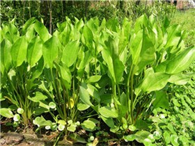 武汉水生植物价格 武汉水生植物供应商 水生植物批发  古庄供